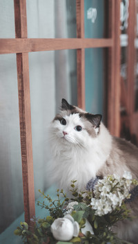 Long haired cat care guide