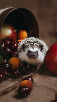 Foraging Hedgehog-03