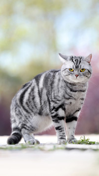 American short hair on airplane ears