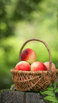 What fruits did ancient people eat