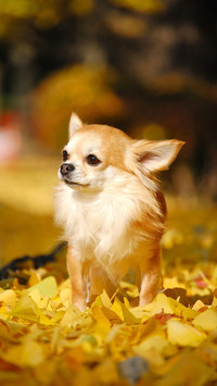 Dog2