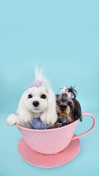 怎么挑选幼犬