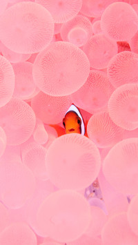 Clownfish in corals