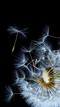 International-dandelion