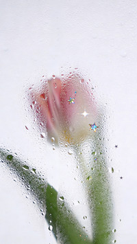 雾窗花屿，星落繁花