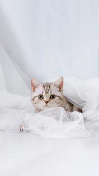 A Cat Hiding Behind A Curtain