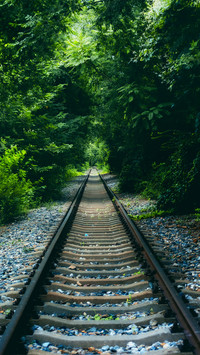 Forest track