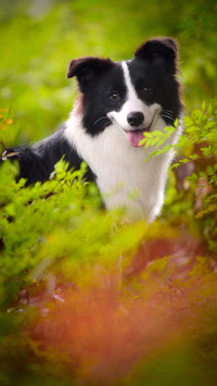 边境牧羊犬有多聪明