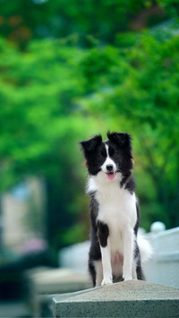 边境牧羊犬有多聪明