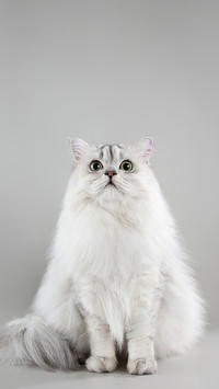 When should i help the cat take a shower
