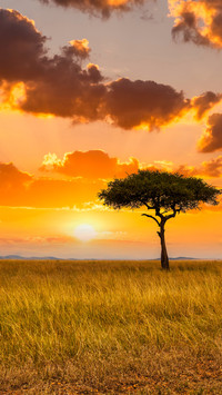 Sunset over the african savanna