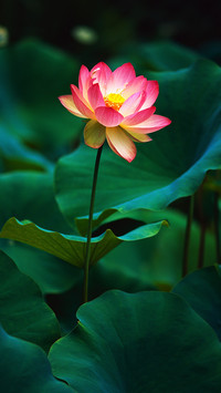 Which six flowers do the five trees and six flowers refer to