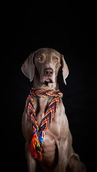 Dog40