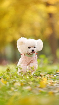 What to do if the hair gets dirty when walking the dog 2