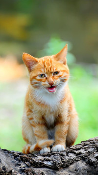 猫咪瞳孔的秘密