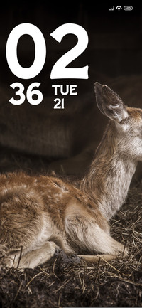 Baby Deer