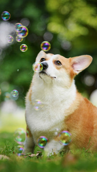 Corgi on the lawn