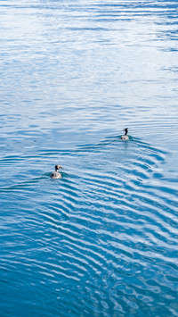 Duck in water swimming in Lake Geneva, Switzerland