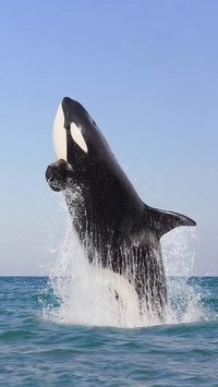 Bay area group pet tiger whale baby 2