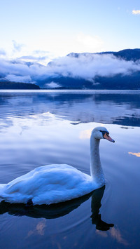 Swans in the early morning
