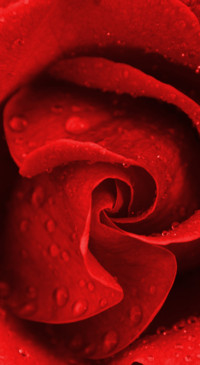 Red Roses (23)
