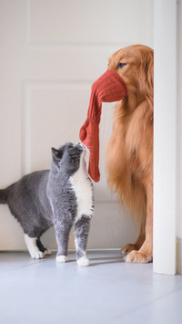 Cats love to go to the bathroom with you 97