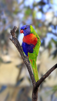 The living rainbow in the animal world
