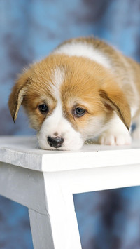 Dog3
