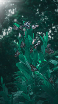 Butterfly (11)