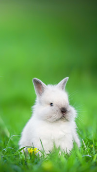 Little Rabbit Sitting on The Lawn in Summer