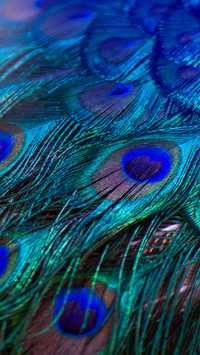 Blue-purple polka dot peacock feather