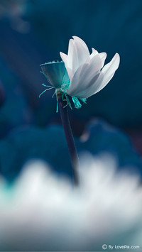 LovePik_Plant (1)