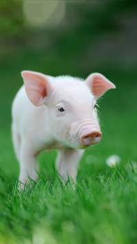 Can you keep a pet pig 31