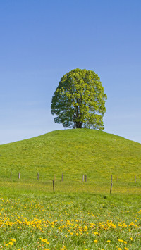 Green grass and trees