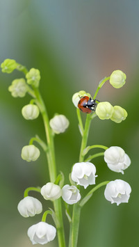 Macro flower shooting skills 5