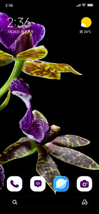 Orchid Dawn