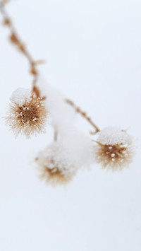 Plants covered in frost in winter