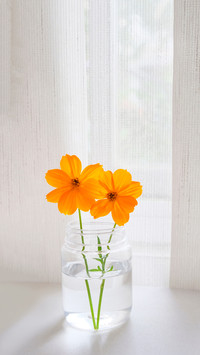 Orange flowers on the table near window