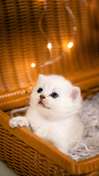 How old can a kitten get out of its nest