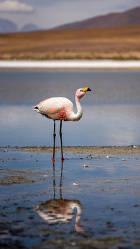 Flamingos on the lake surface