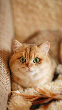 List of essential items for indoor cat ownership