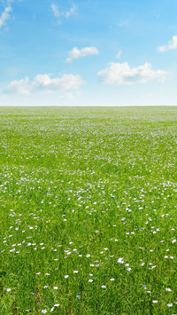 Green Grass And Blue Sky