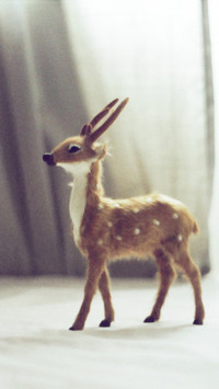 India-deer