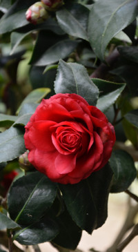 Red Roses (24)