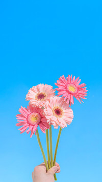 繁花仰吻整片晴空