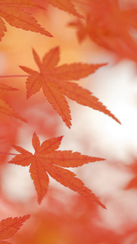 Meeting maple leaf another year