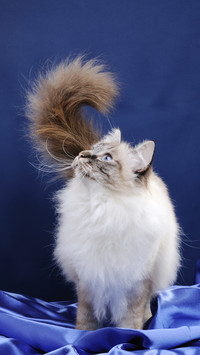 How do cats express their love 72