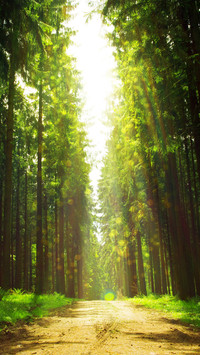 Green forest trails