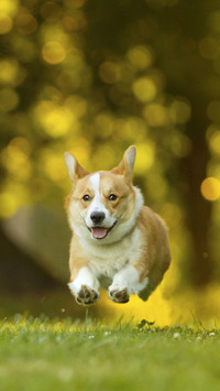 Do pets also need to lose weight