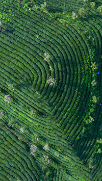 In the tea gardens of guizhou